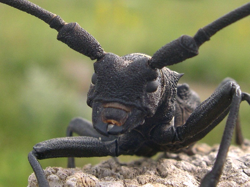 Morimus asper, il Pisa cantro